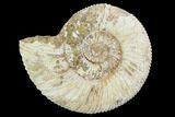 Perisphinctes Ammonite - Jurassic #100293-1